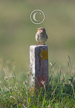 Corn Bunting DM0840